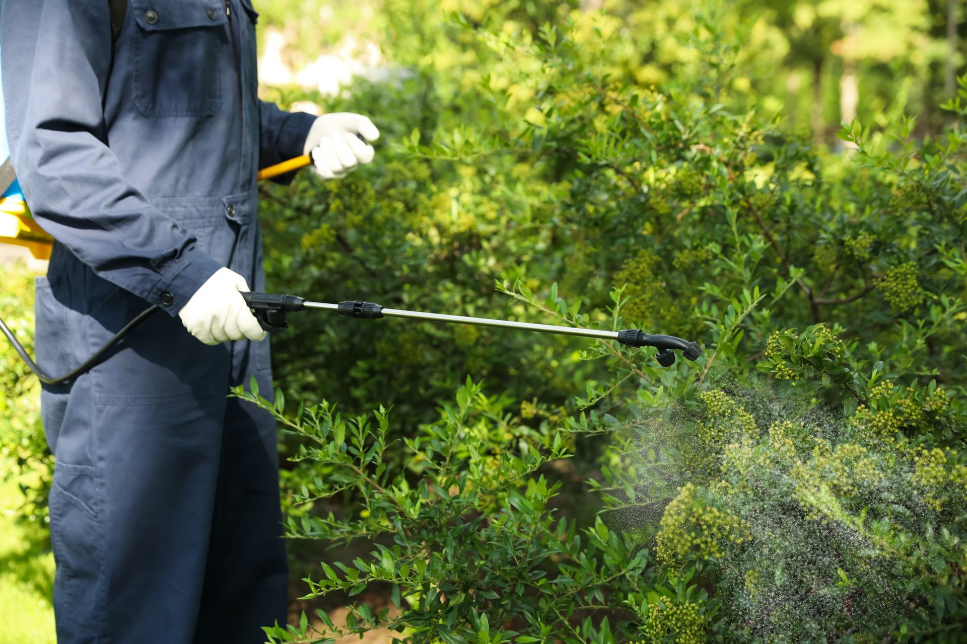 A person in a blue uniform and gloves sprays a garden bush with a long handheld wand.