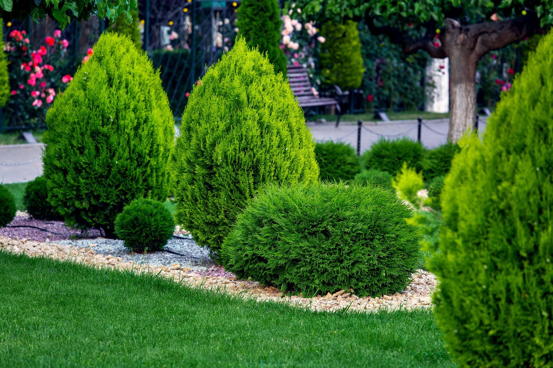 A landscaped garden features manicured evergreen shrubs and round bushes bordering a bright green lawn and gravel path.