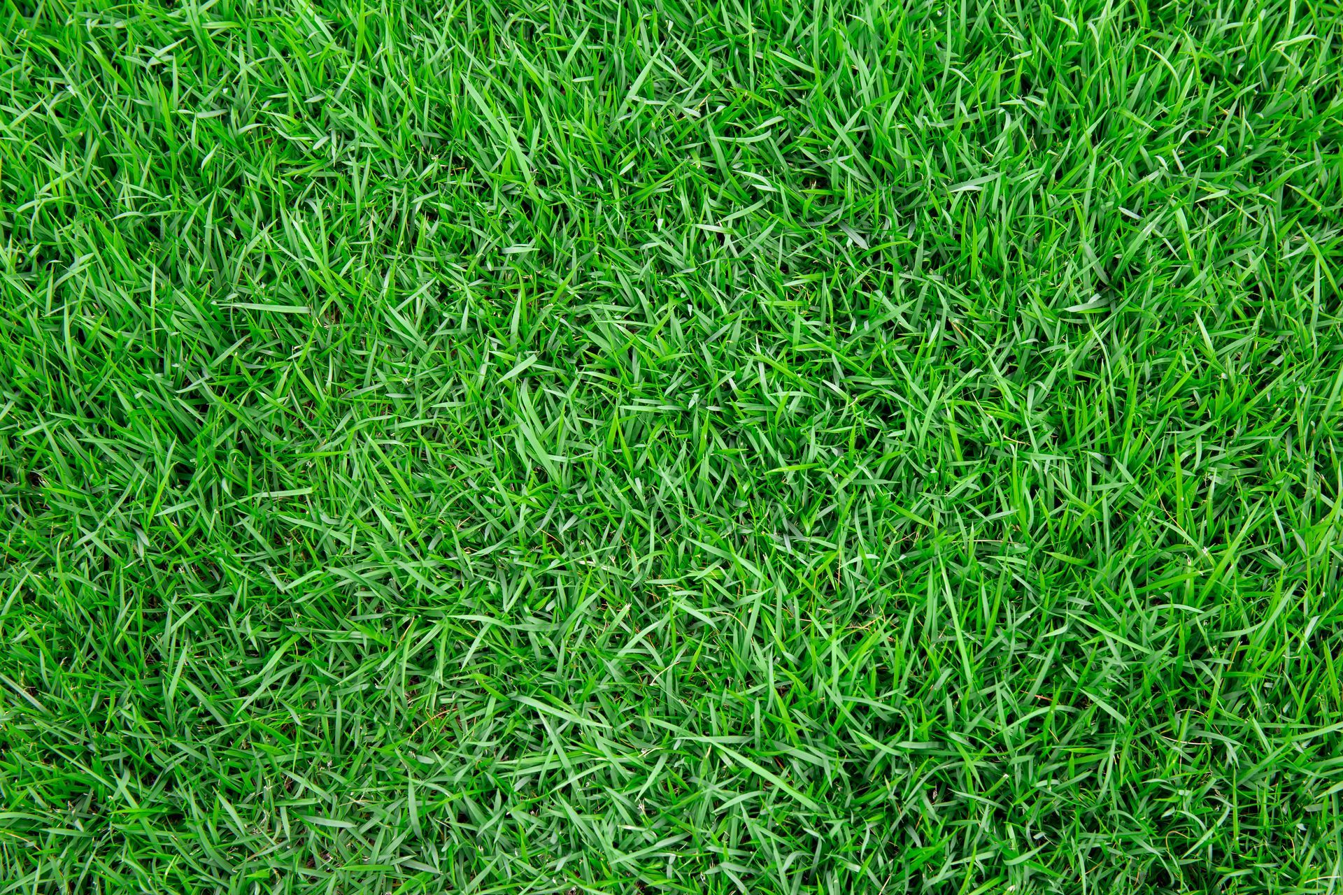 Close-up of a lawn showing damage from aeration, with small soil plugs scattered across the green grass.