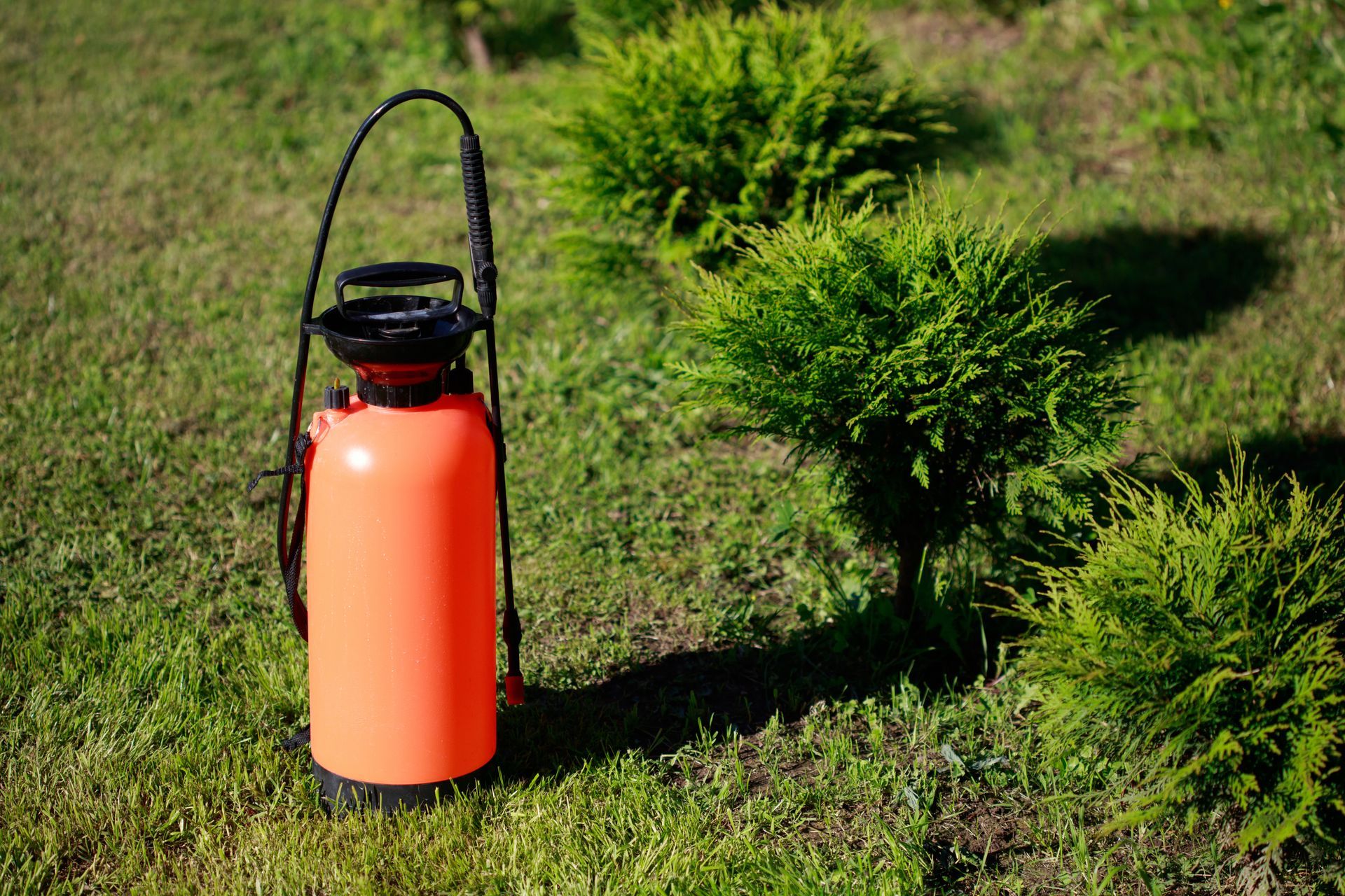 An orange garden pressure sprayer stands upright on a grassy lawn next to small evergreen shrubs.