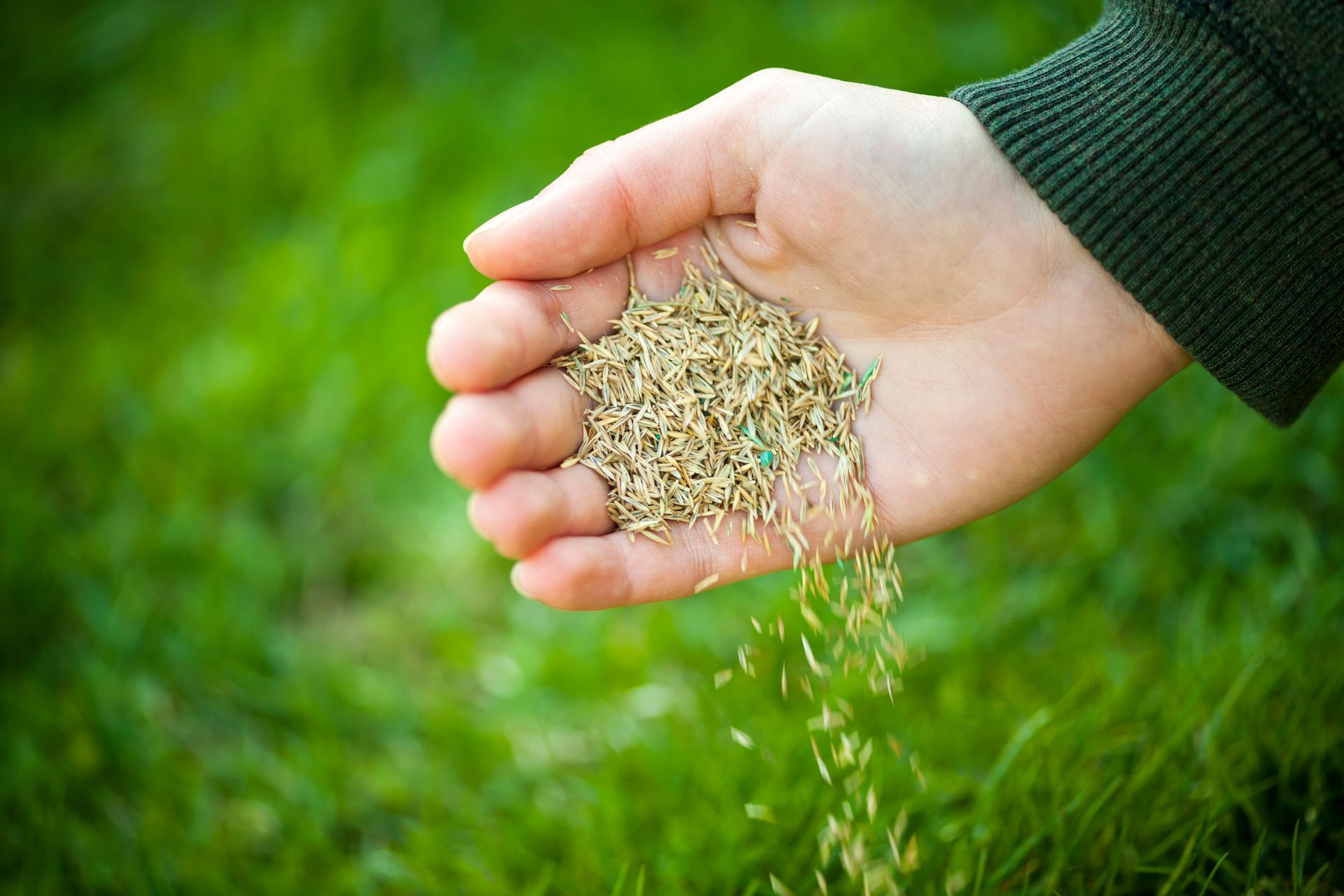 A hand scatters grass seeds over a green lawn.