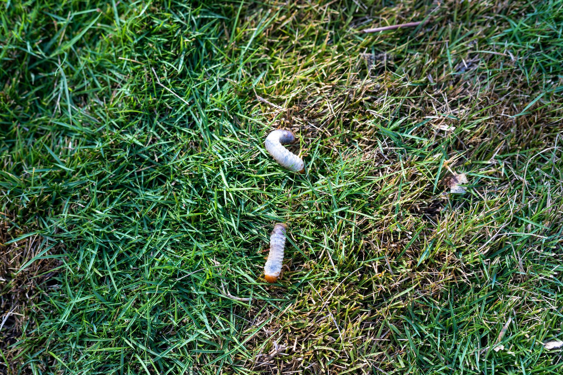Two white, C-shaped beetle grubs resting on a patch of green grass.