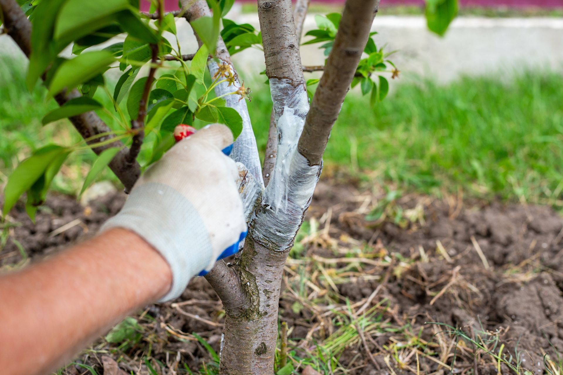 A gloved hand applies white protective paint to the trunk of a small fruit tree in a garden.