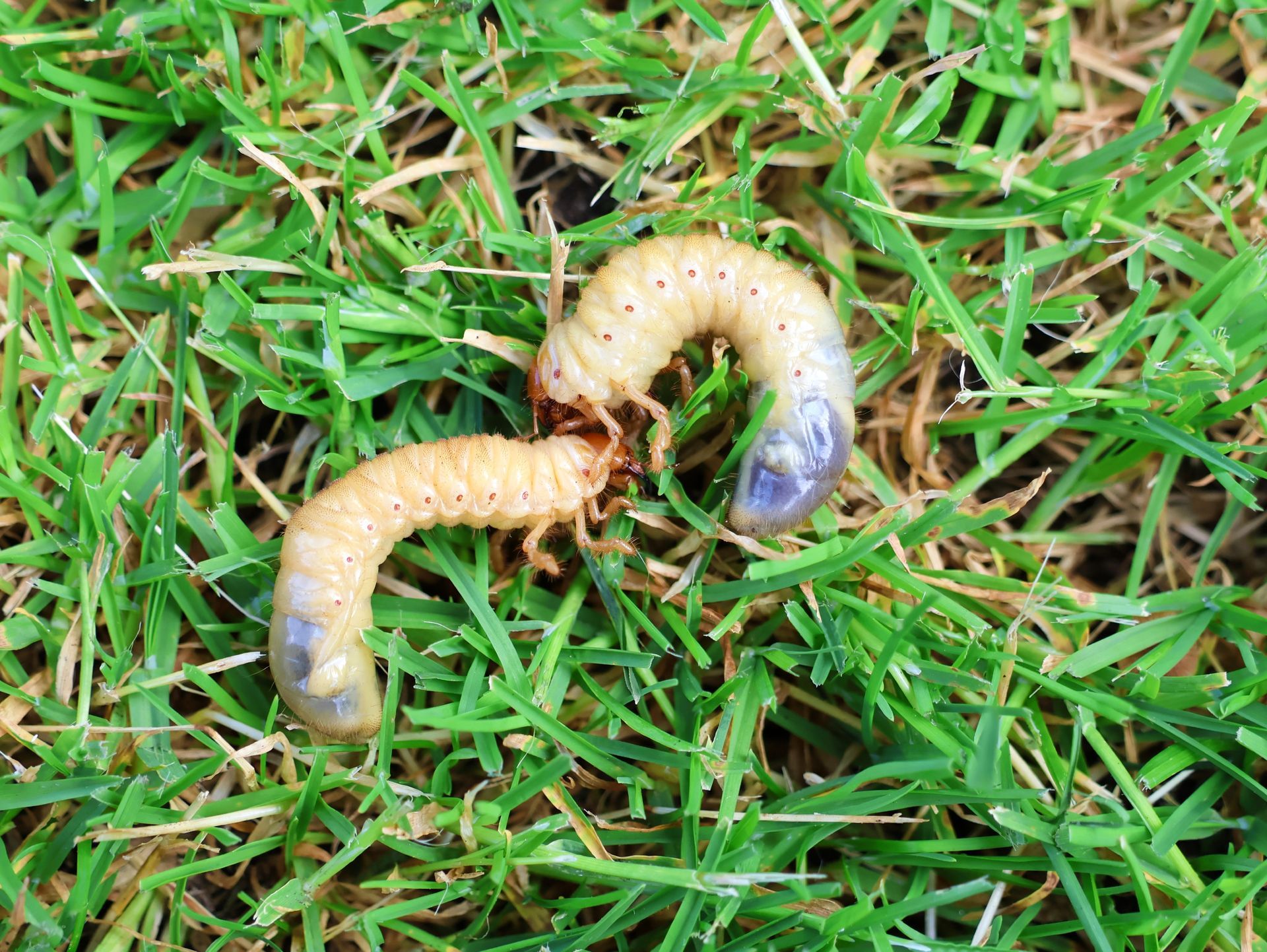 Two white, C-shaped beetle grubs resting on green grass.