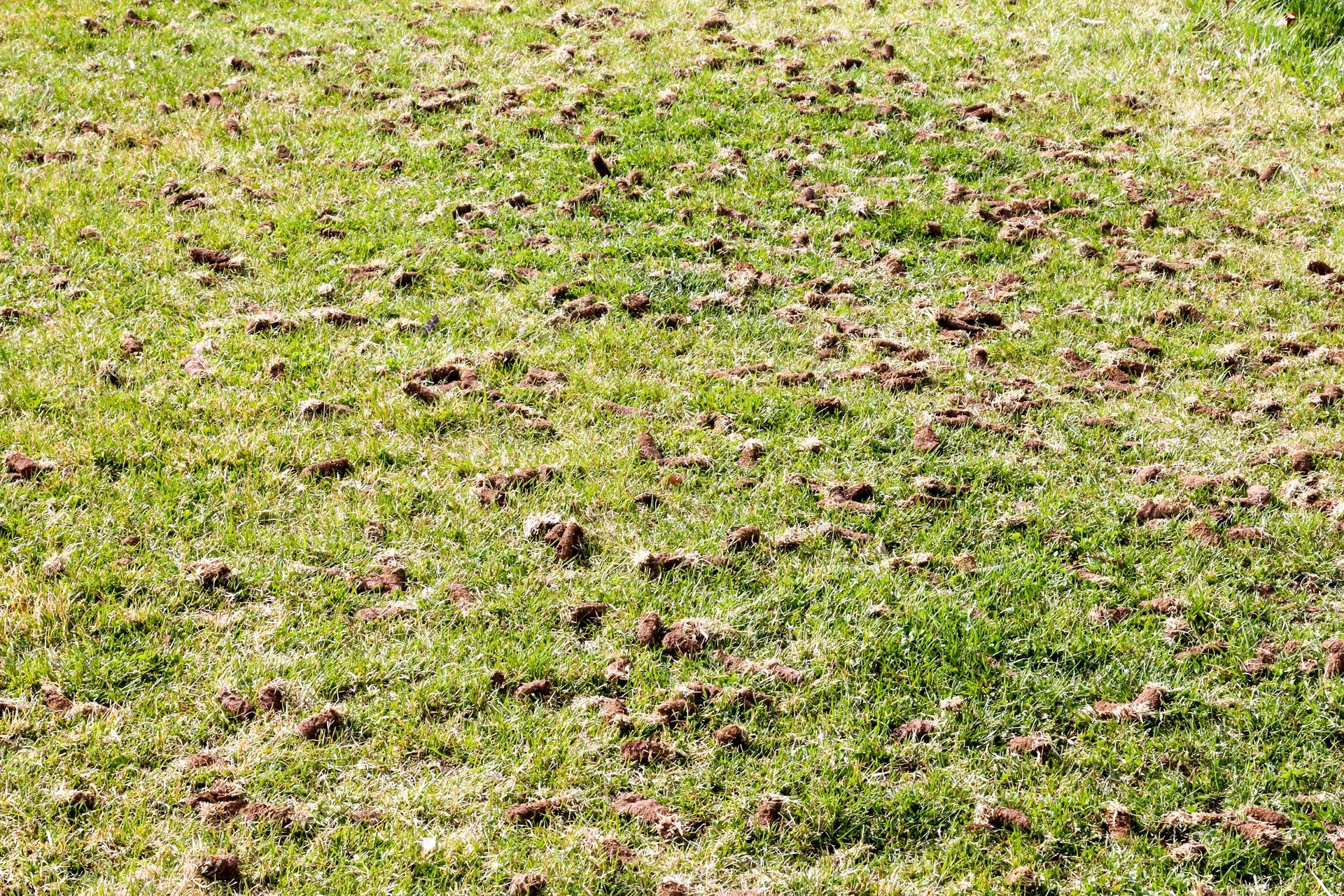 A close-up view of a lawn covered in numerous small, brown soil clumps and patches of green grass.