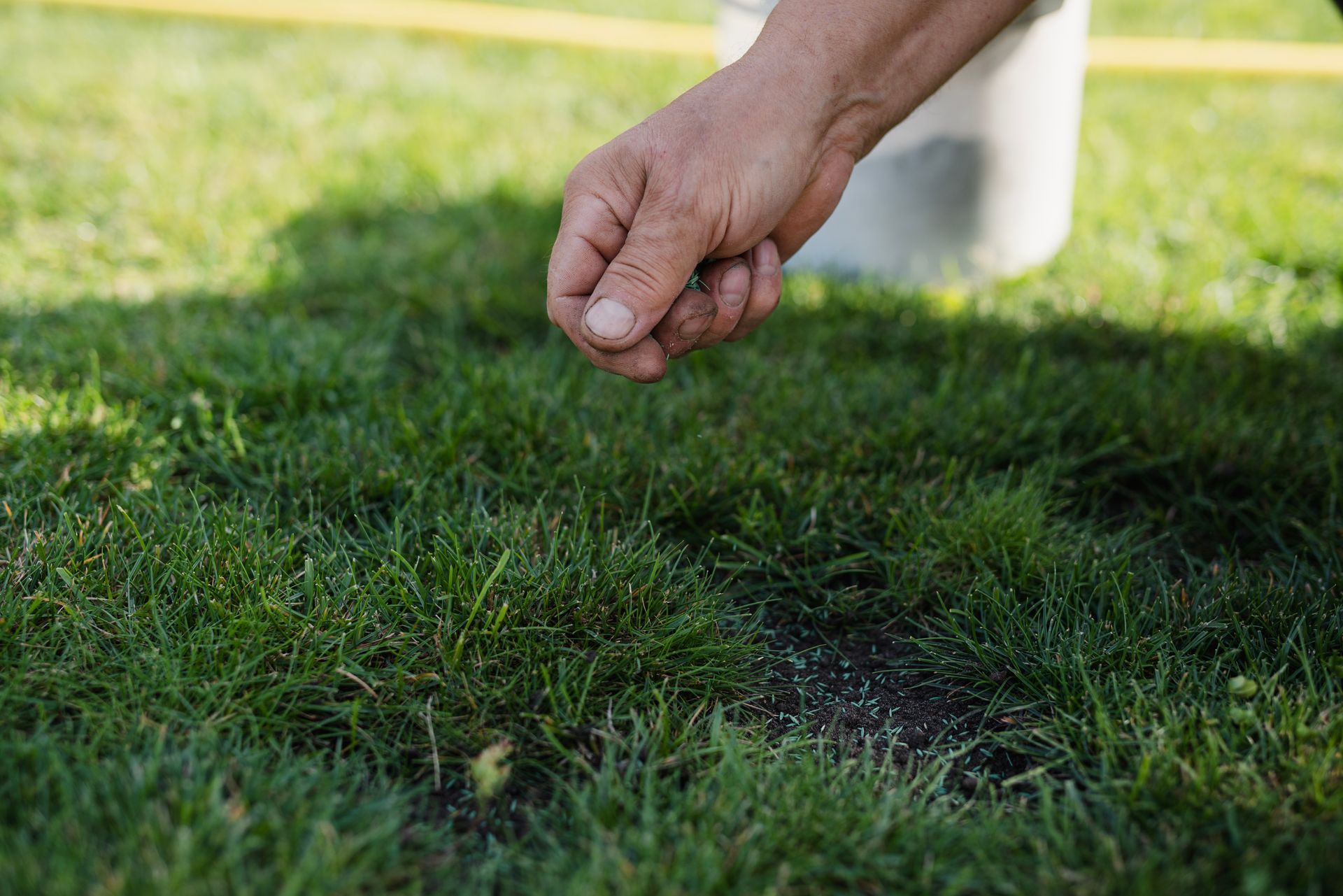 A hand sprinkles seeds onto a patch of bare soil in a green lawn.
