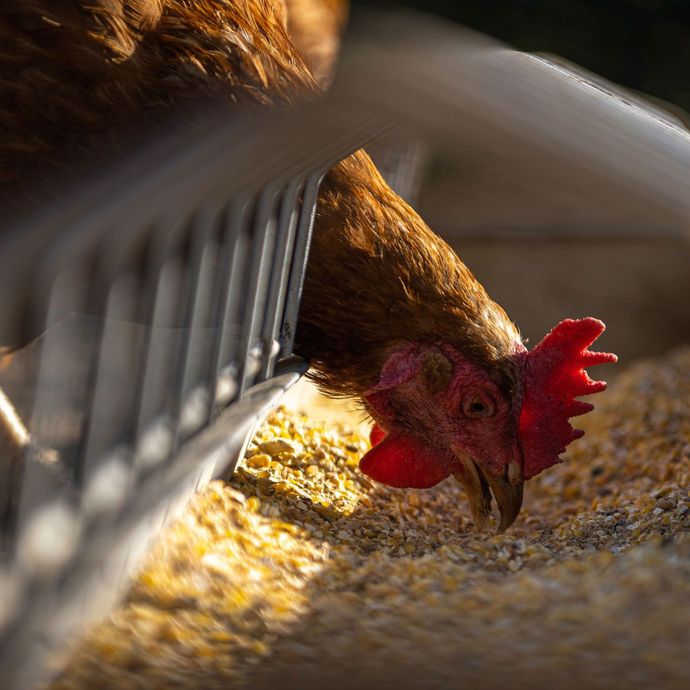 Farm Animal Feed Farm Animal Feed