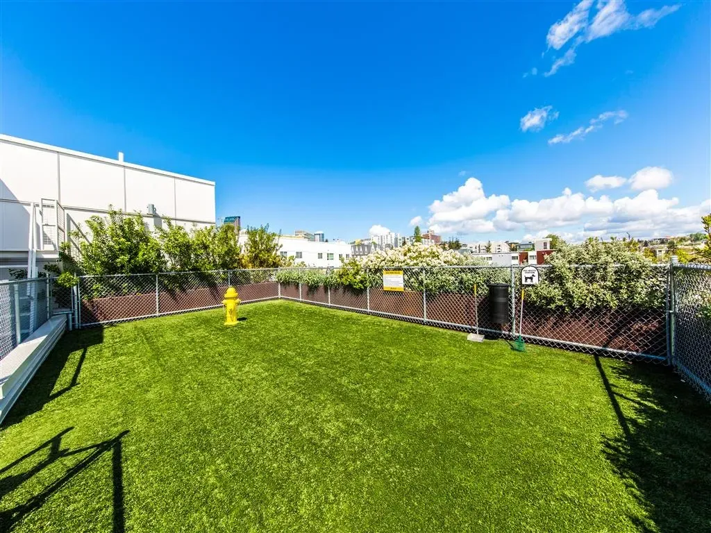 Rooftop dog park with artificial turf, a yellow fire hydrant, and surrounding greenery.