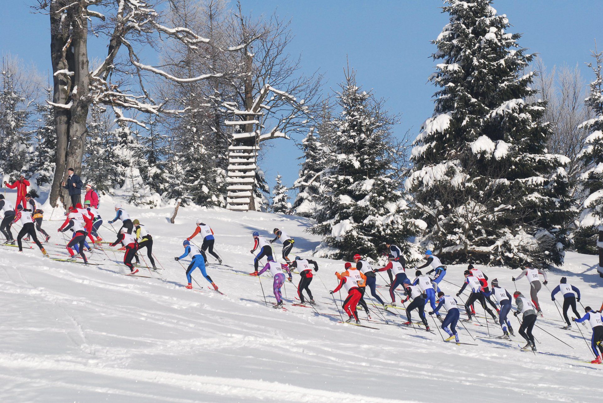 Cross-country skiers in red and blue racing across a snowy slope with evergreen trees