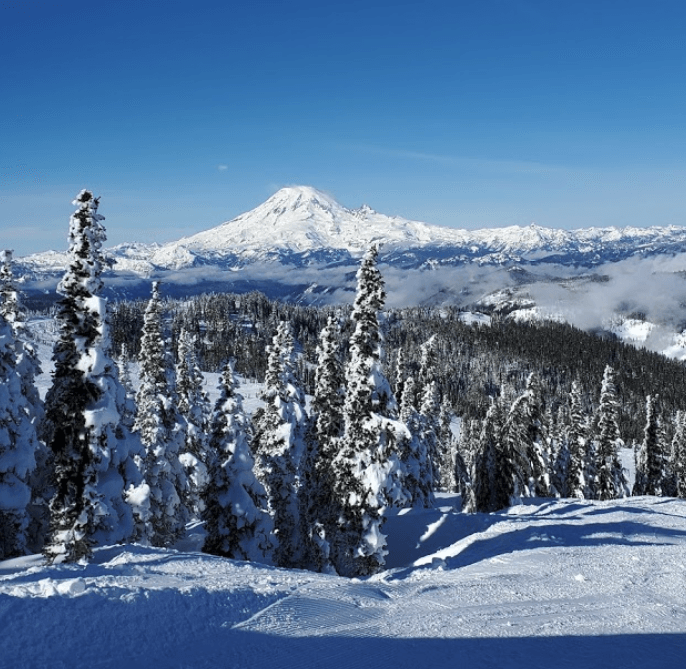 A snowy forest with a mountain in the background