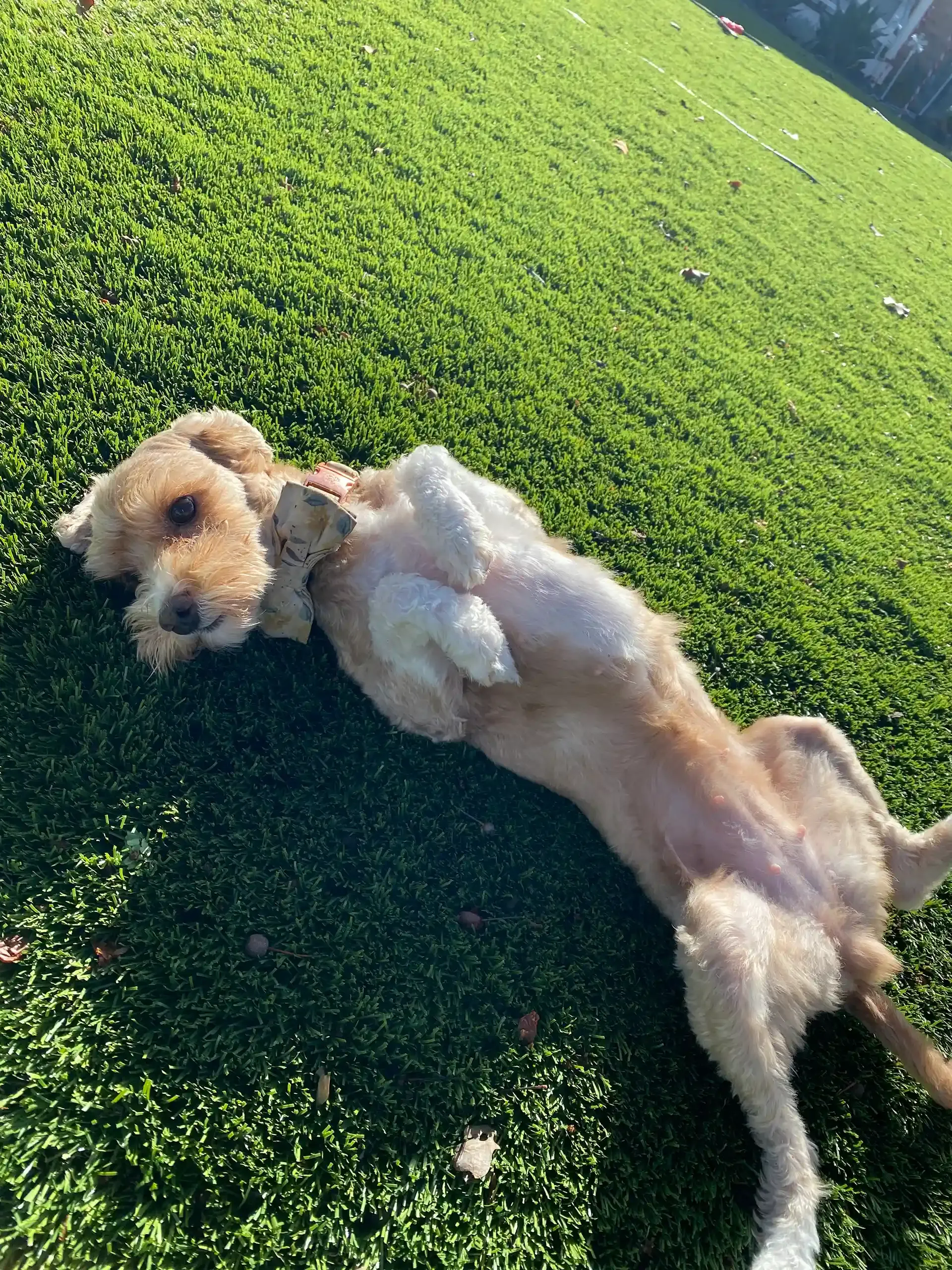 Golden-colored dog rolling on its back in green grass, enjoying the sunshine.