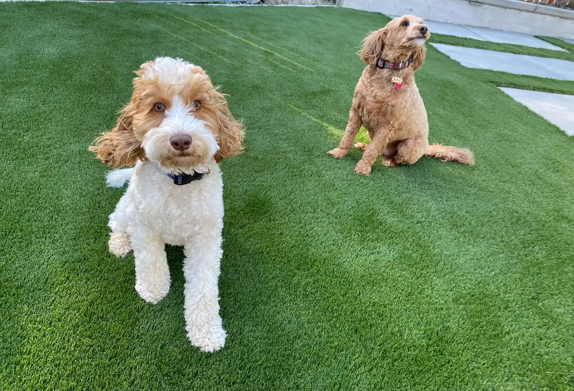 Two fluffy dogs on green turf. One is white and tan, walking toward the camera. The other is tan, sitting and looking up.