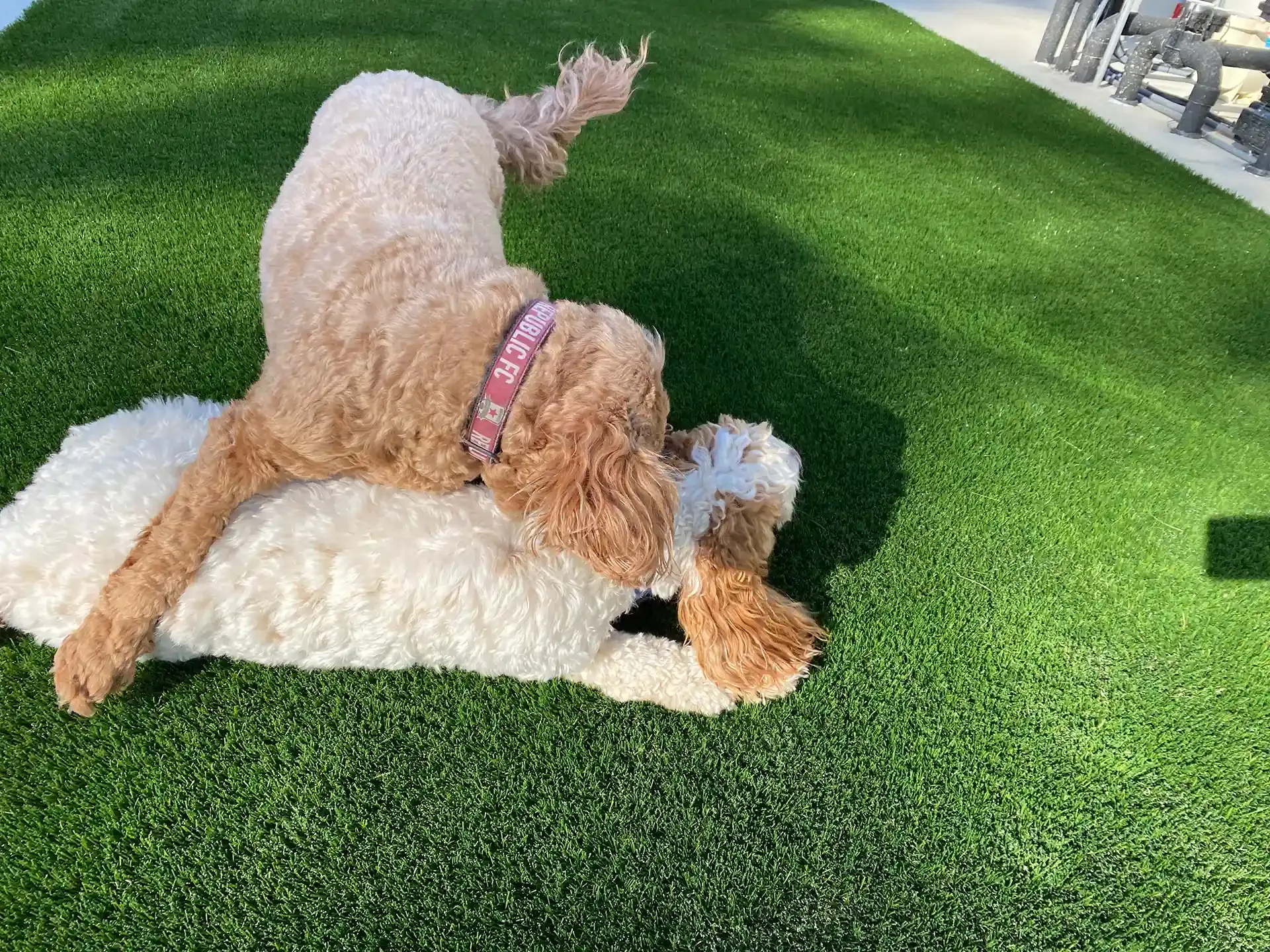 Two fluffy dogs playing on green turf; one is on top of the other, appearing to be wrestling.