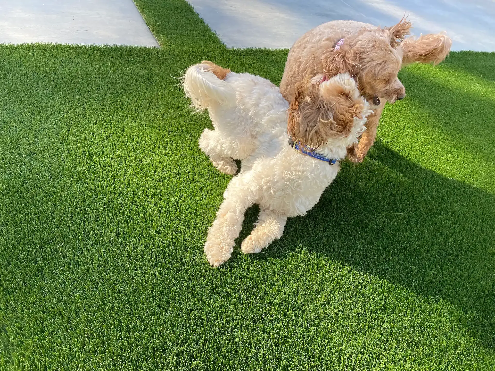 Two fluffy dogs playing on green turf. One white, one tan, jumping and running.