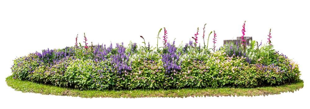 Un buisson avec des fleurs violettes et des feuilles vertes sur fond blanc.