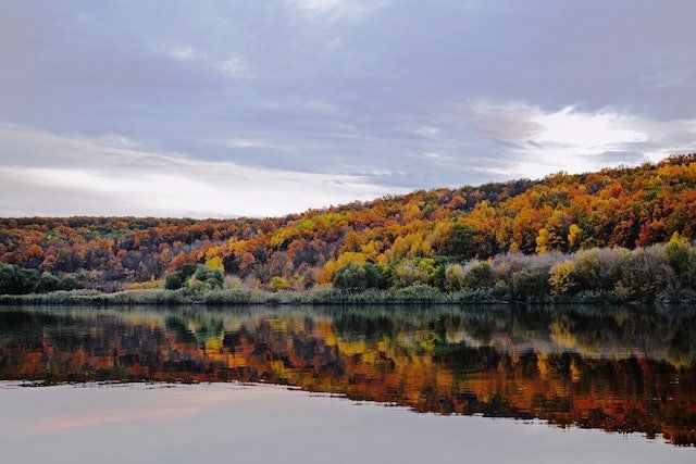 fall-trees-in-chippewa-national-forest