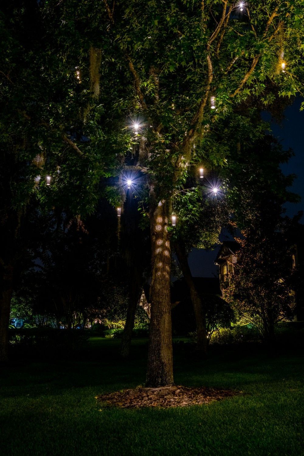 A single tree at night decorated with string lights, glowing against the dark background of a grassy park.