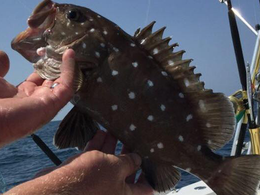 A person is holding a fish with white spots on it