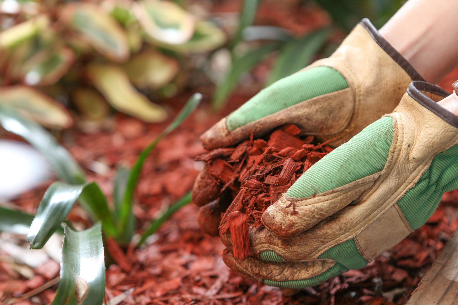 Hands in gardening gloves hold a handful of red wood mulch in a garden bed with green plants in the background.