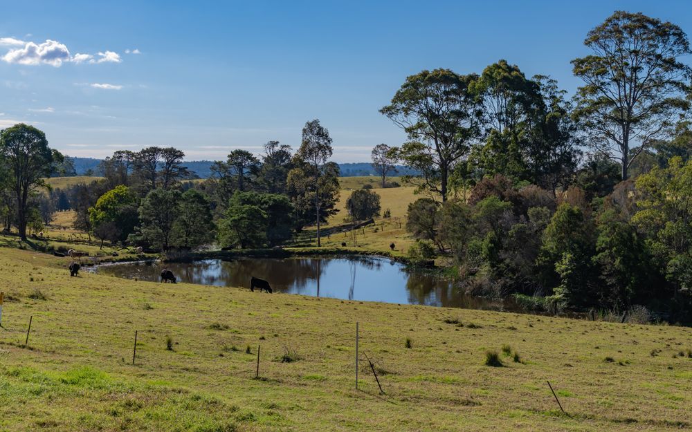 A Small Pond in the Middle of a Grassy Field Surrounded by Trees — Jeff Thompson Excavator Hire Pty Ltd In Pink Lily, QLD