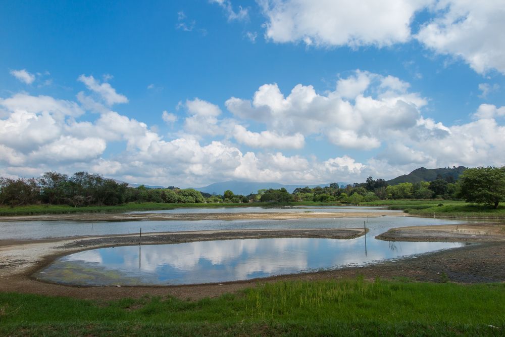 A Large Body of Water Surrounded by Grass and Trees Under a Cloudy Blue Sky — Jeff Thompson Excavator Hire Pty Ltd In Pink Lily, QLD
