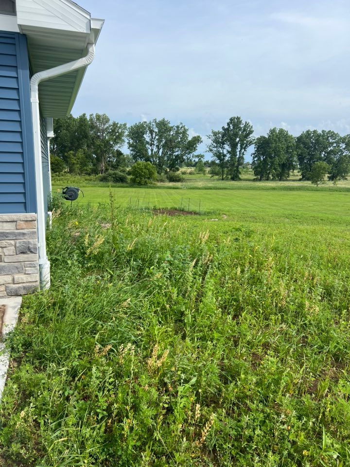 A grassy yard with a mix of weeds and wild plants borders the blue and stone-clad side of a house under a clear sky.