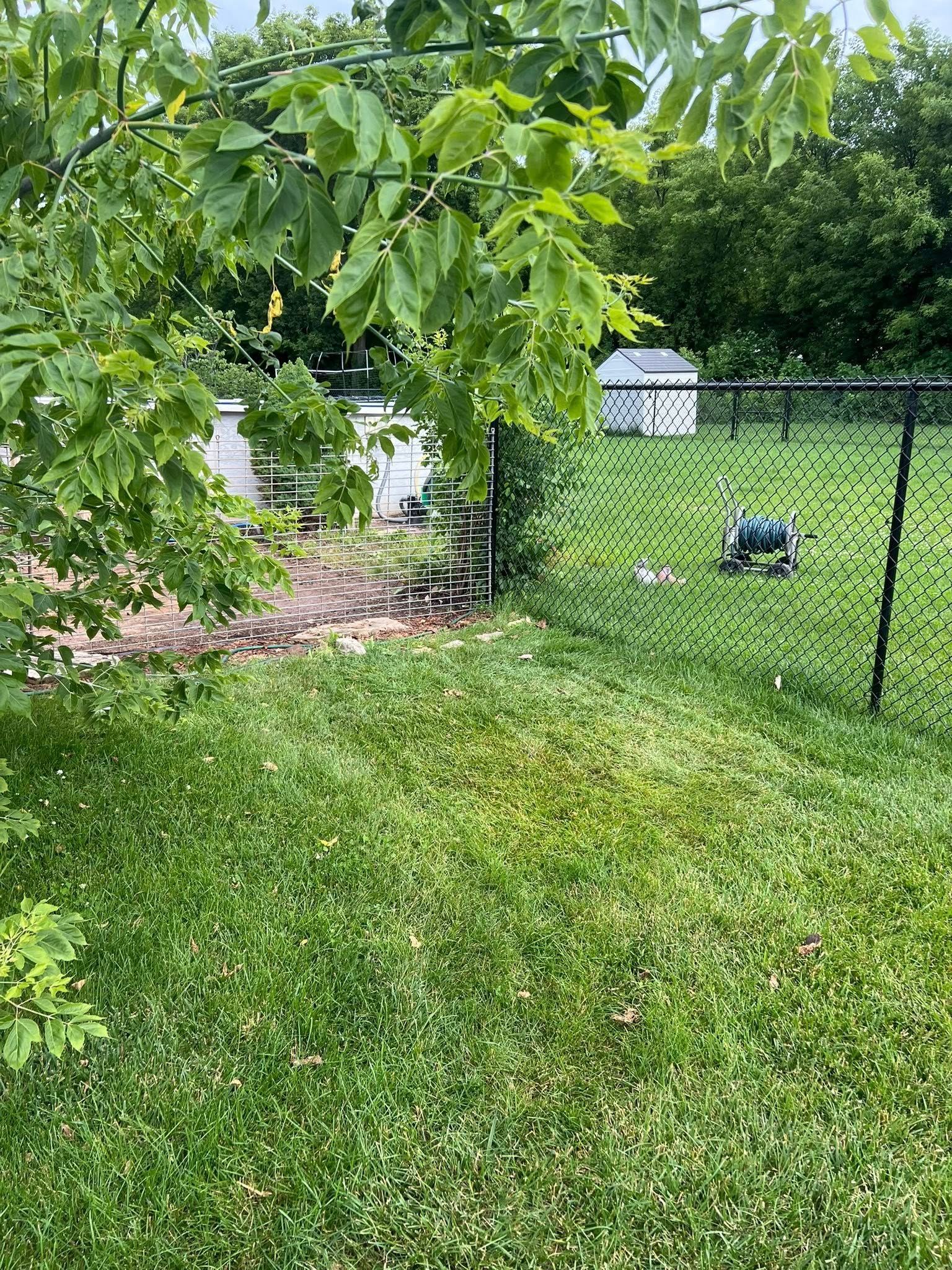A grassy backyard view framed by green tree leaves, featuring a chain-link fence, a garden bed, and a small white shed.