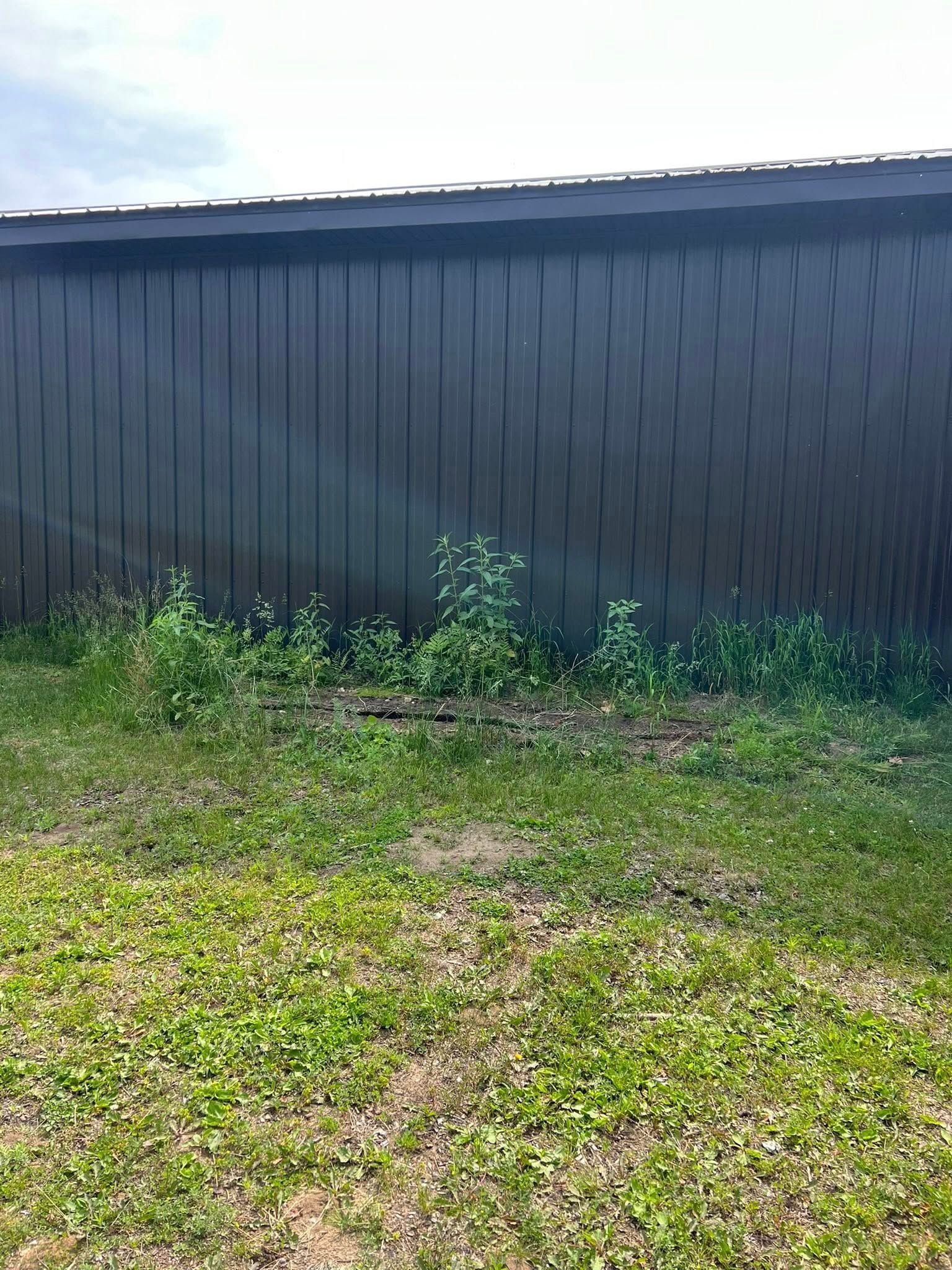 A dark, vertically paneled wall stands above a patch of small green weeds and patchy grass.