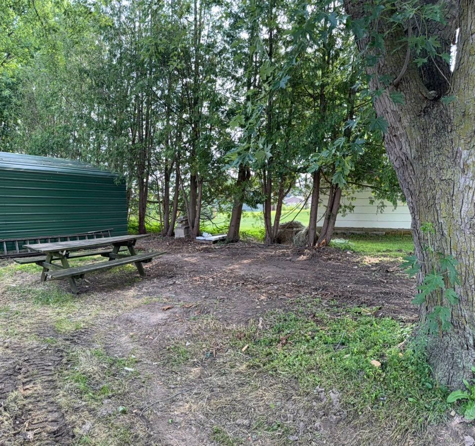 A wooden picnic table sits on a dirt patch in a yard, next to a green storage shed and a row of tall, thin evergreen trees.