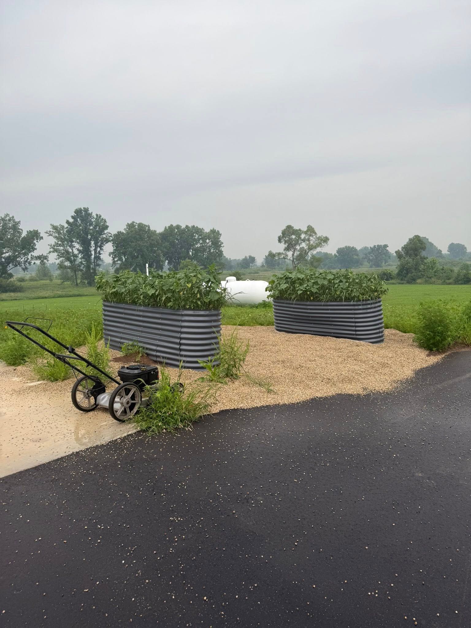 Two raised metal garden beds filled with green plants sit on a gravel patch near an asphalt path with scattered petals.
