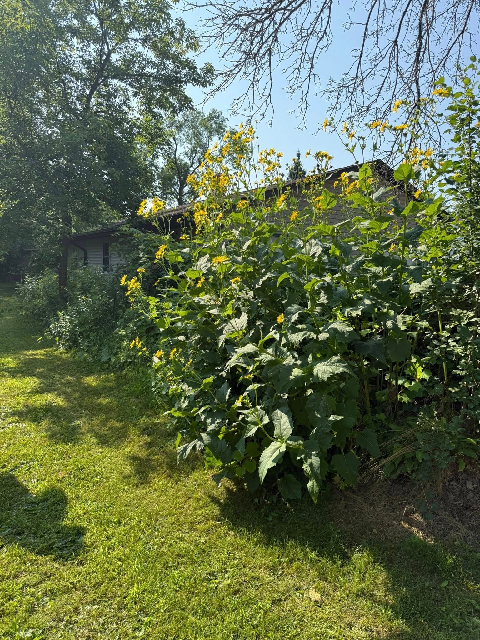 A tall, dense bush with broad green leaves and bright yellow flowers sits in a grassy yard under a clear blue sky.