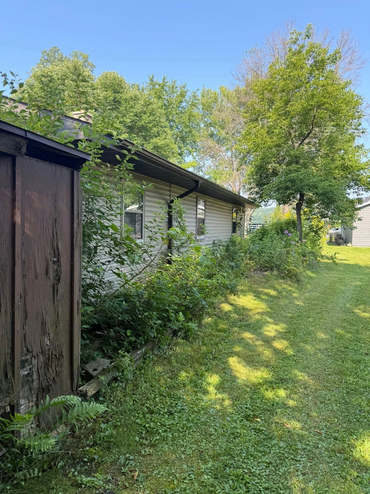 An exterior view of a house side wall with cream-colored siding, partially obscured by green bushes and a wooden shed.