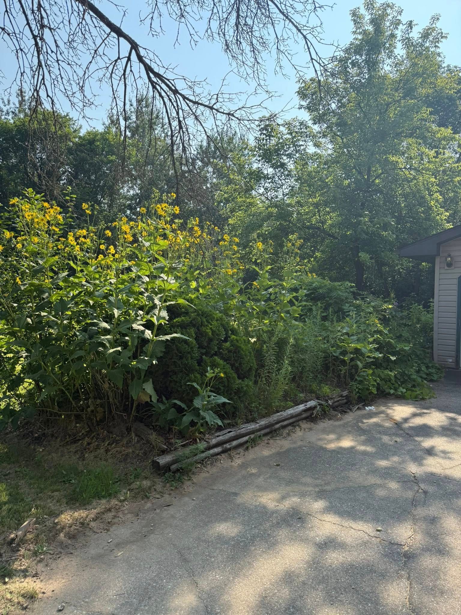 An overgrown garden area with tall, yellow-flowered plants next to a concrete driveway and the edge of a building.