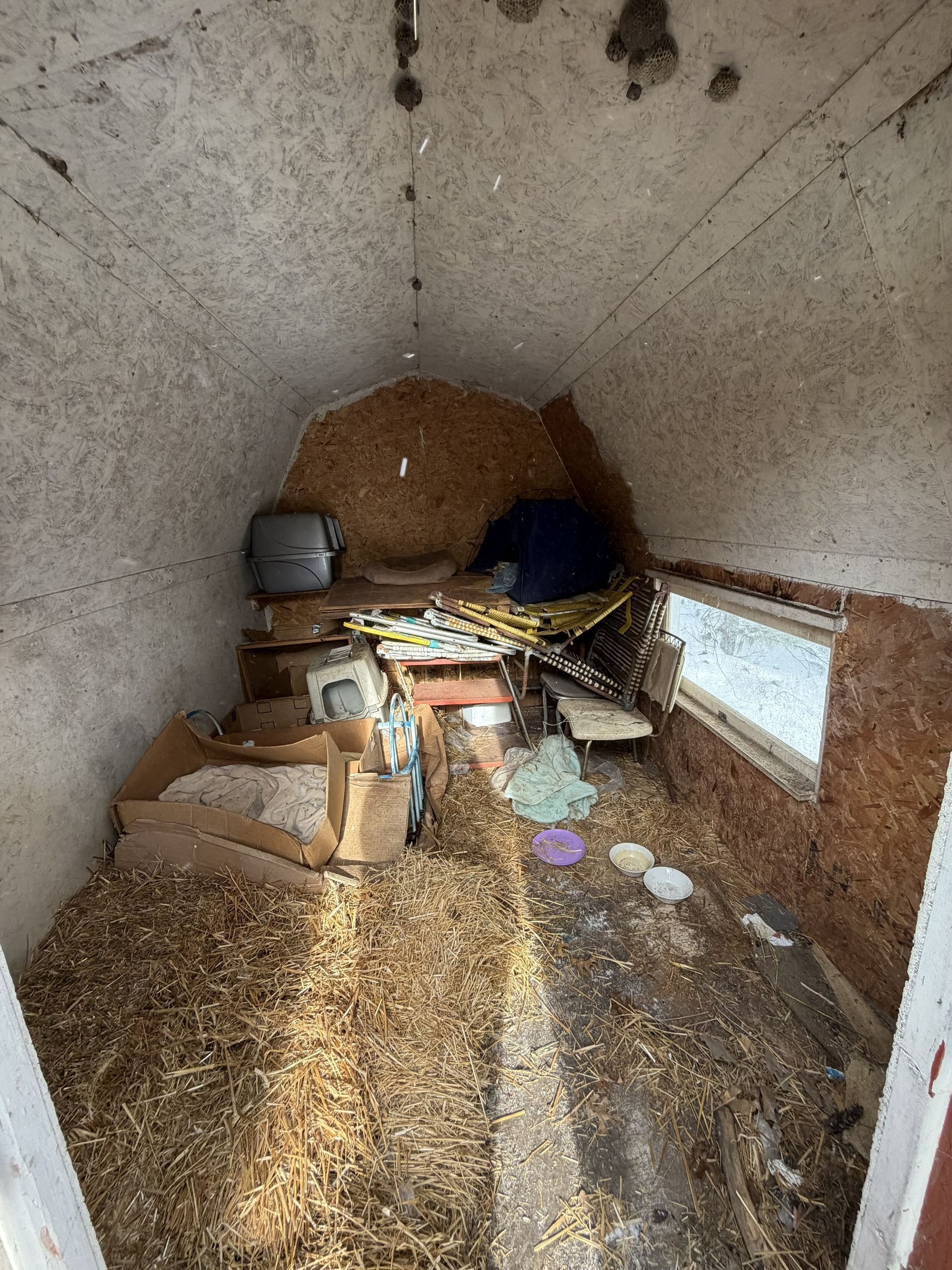 A cluttered, small shed interior with straw covering the floor, cardboard boxes, and dark items on a back shelf.