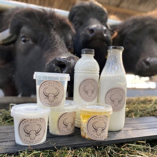 Buffels met zuivelproducten: melk en yoghurt. De producten zitten in doorzichtige bakjes, met de buffel op de achtergrond.