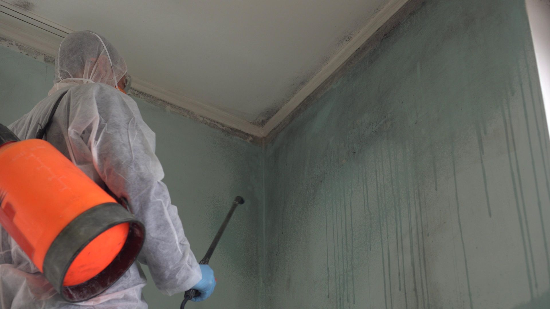 Molds Removal Process 