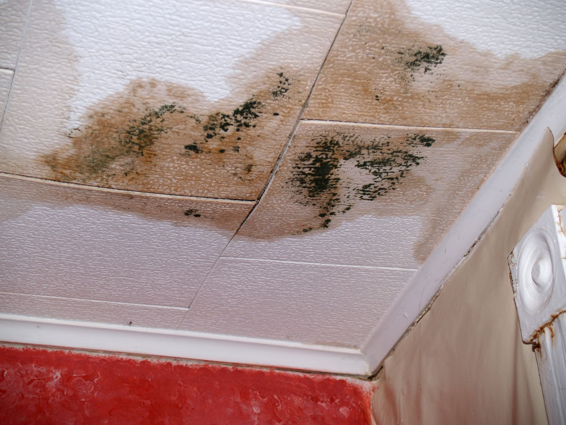 Molds on the Ceiling