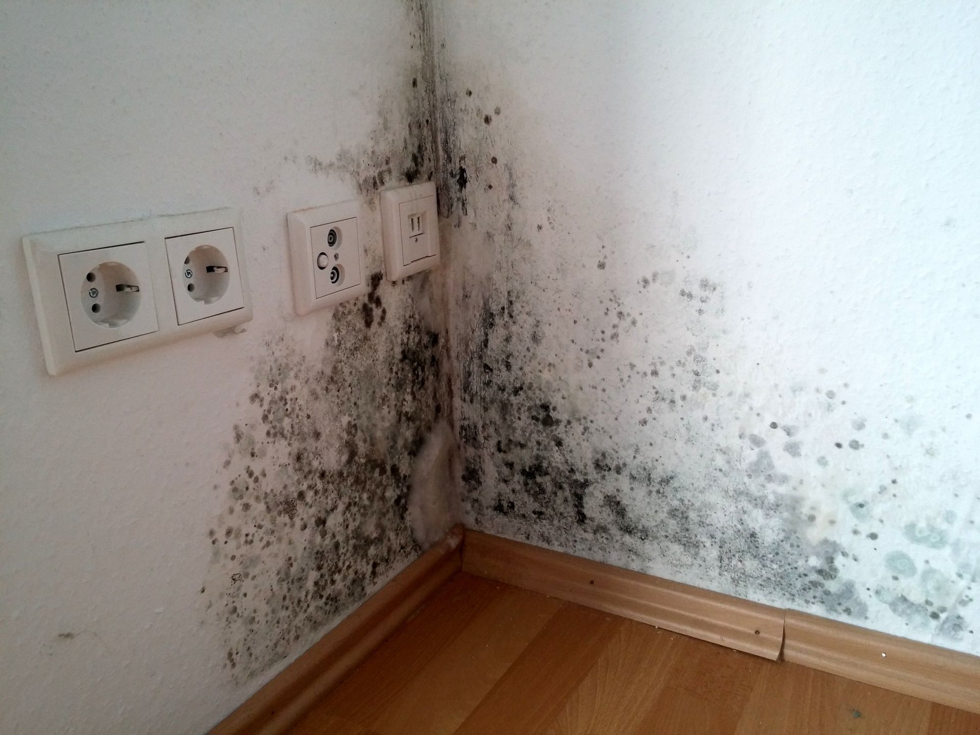Large Mold on the House