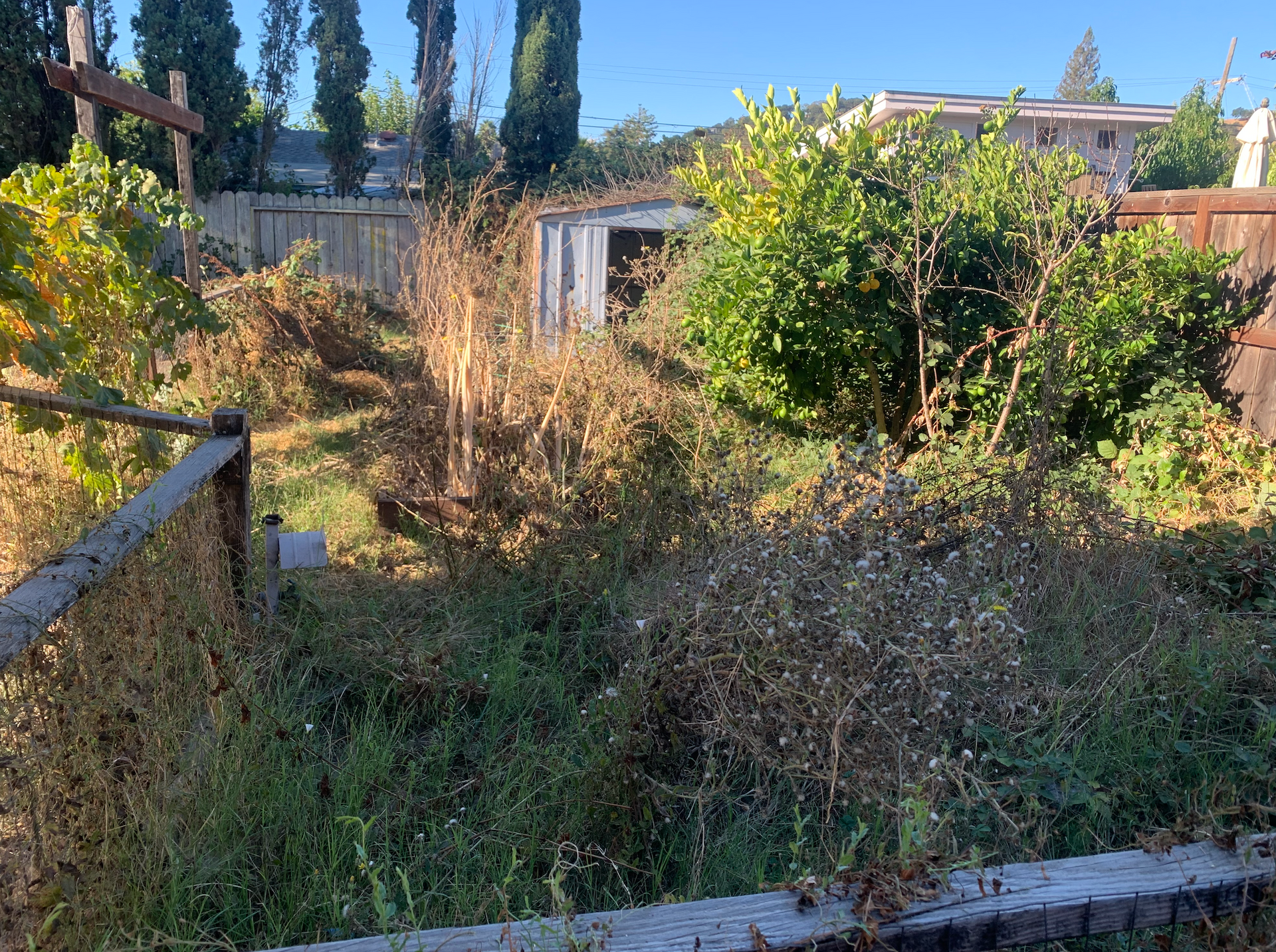 A backyard with a wooden fence and a lot of grass.