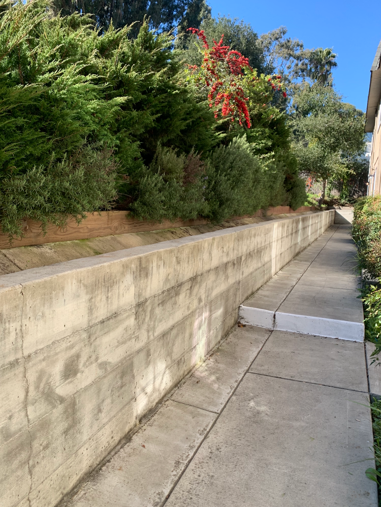 A sidewalk with a concrete wall and bushes on the side of it.