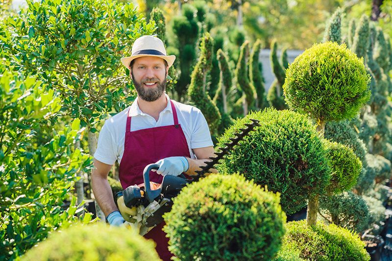 Gardener in a yellow hard hat trims topiary bushes in a lush green garden.