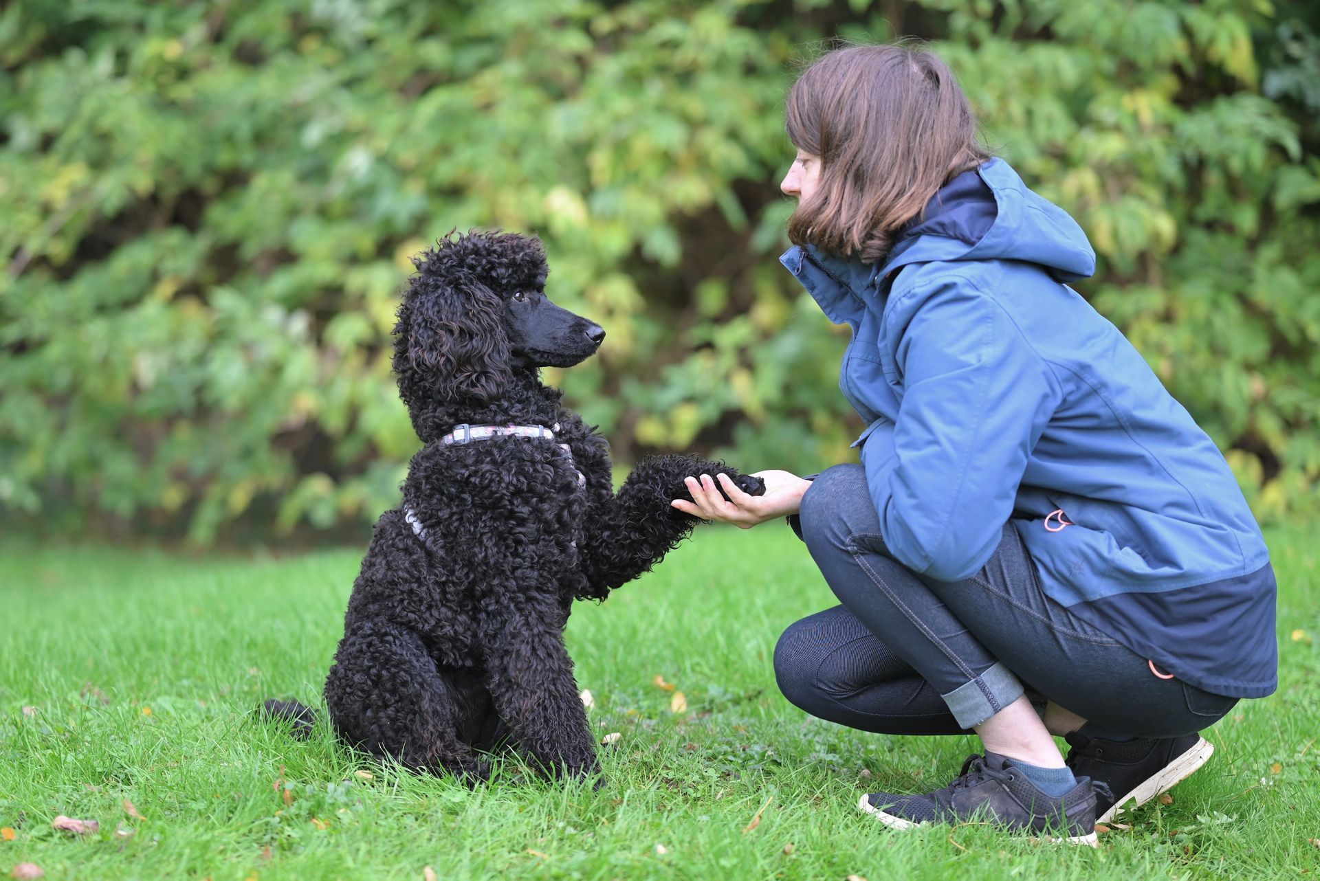 Private Dog Training Lessons in Idalou, TX