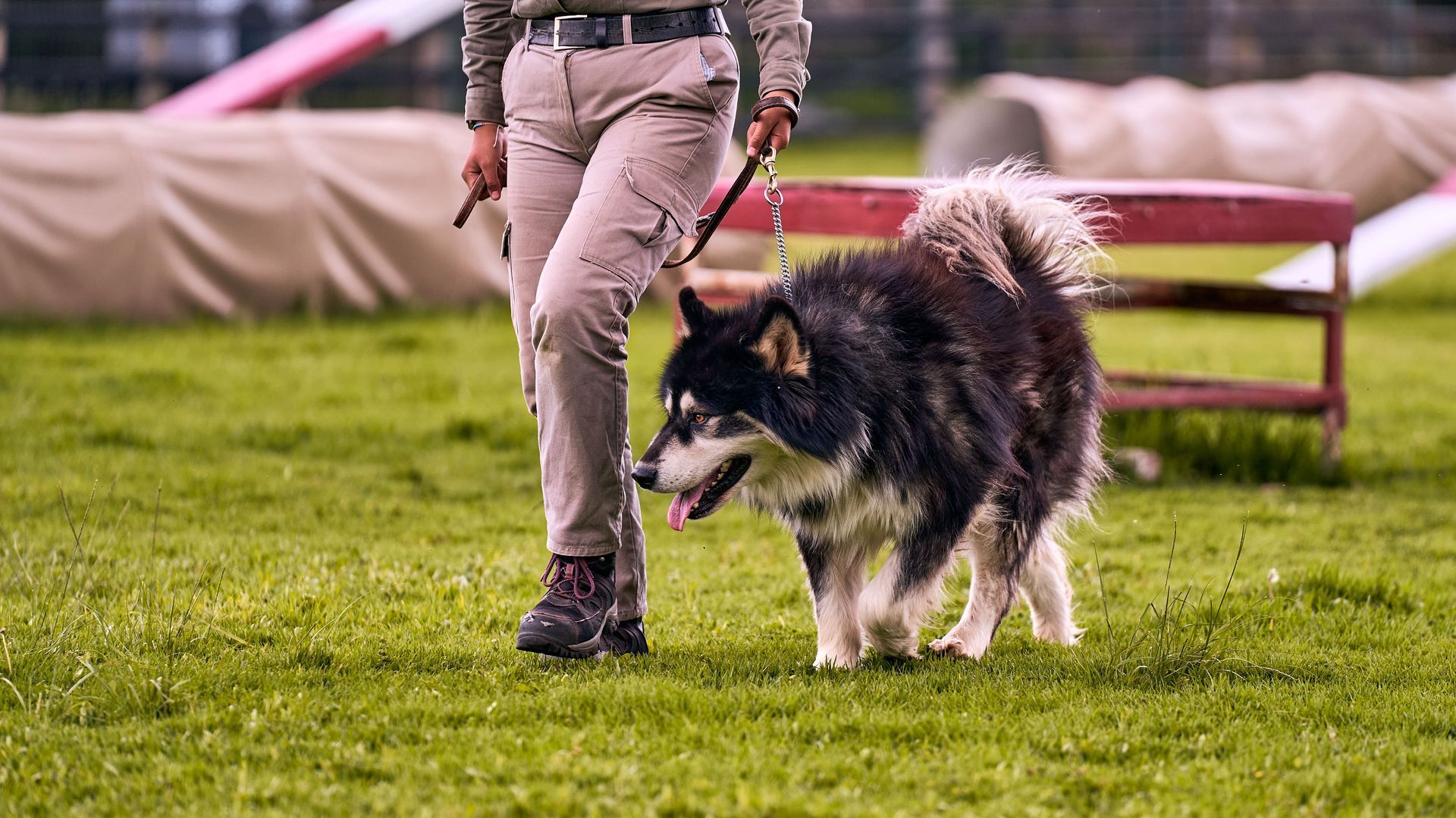 Great Training Class For Dogs