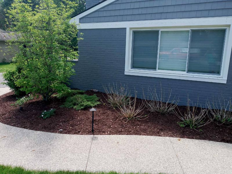 Front of a blue house with a window, landscaped shrubs, and a concrete walkway.