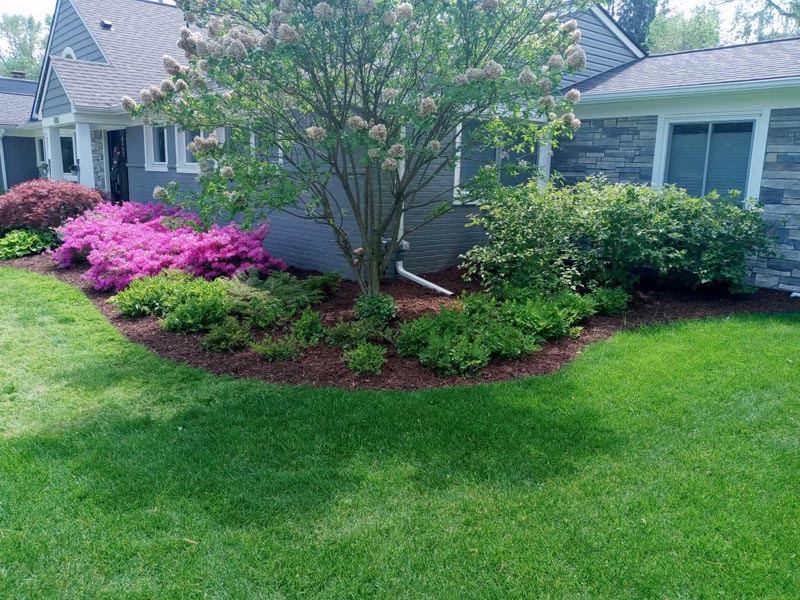 Front yard landscaping with a tree, pink azaleas, shrubs, and a green lawn beside a house