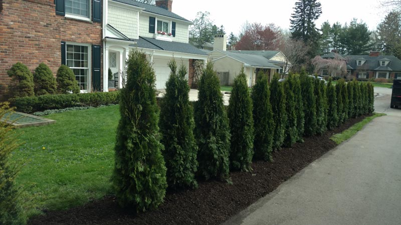 Row of tall evergreen shrubs lining a sidewalk beside a suburban house and driveway