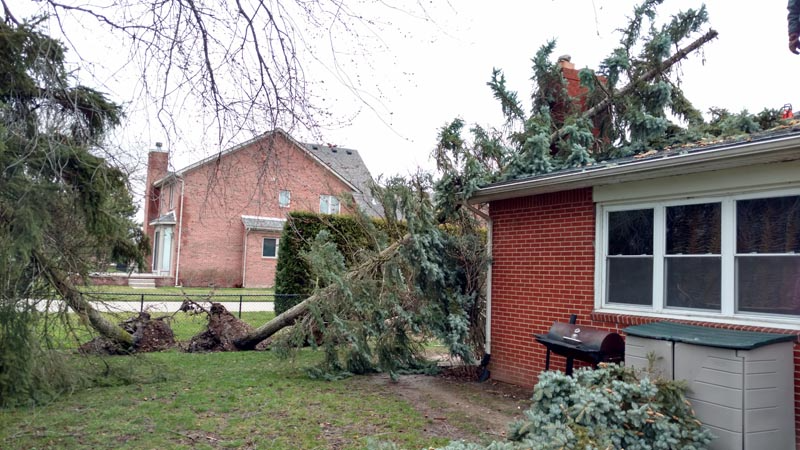 Backyard with a fallen tree leaning across grass beside a brick house after storm damage