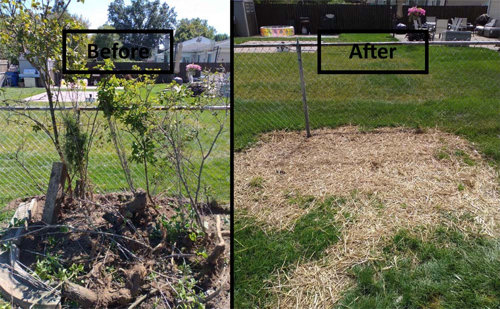 Before-and-after garden fence area, showing overgrown plants and mulch replaced by cleared grass and bare soil.