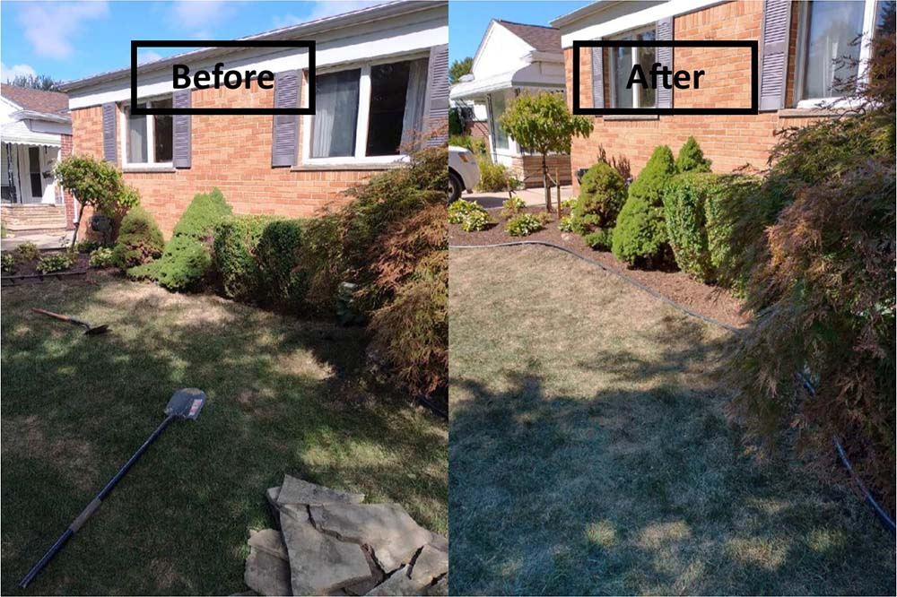 Before-and-after view of a house front yard with trimmed bushes and a mowed lawn