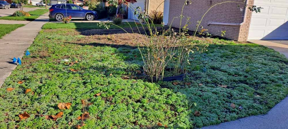 Front yard garden bed with green ground cover, a leafless shrub, and a sidewalk beside a house